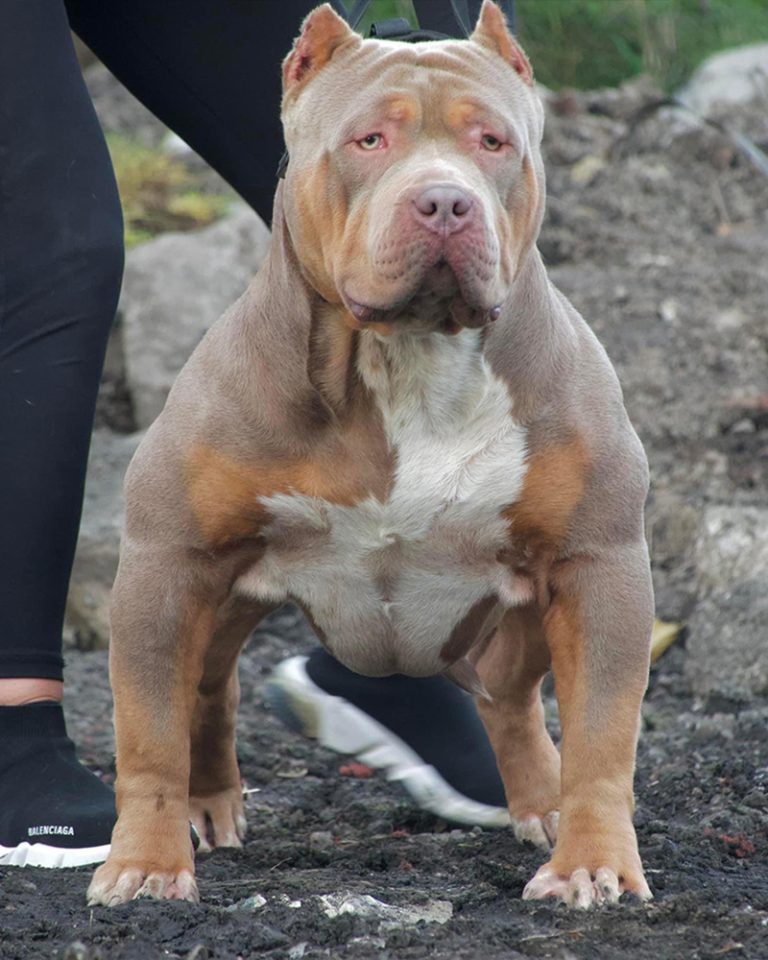 BREEDINGS – MVP Australia – American Bullies XL